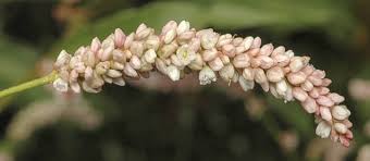 Attēlu rezultāti vaicājumam “Persicaria lapathifolia flower”
