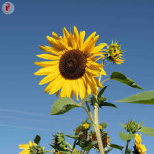 Résultat de recherche d'images pour "tournesol"
