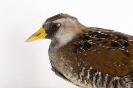 Image result for Porzana carolina