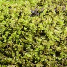 Attēlu rezultāti vaicājumam “Jungermannia leiantha”