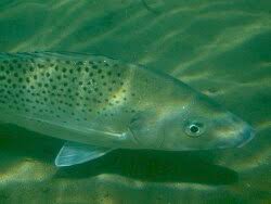 Image result for Pomadasys commersonnii