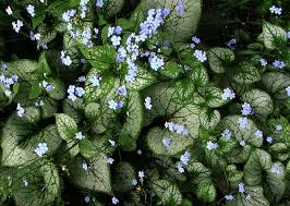 Image result for Brunnera `Jack Frost`