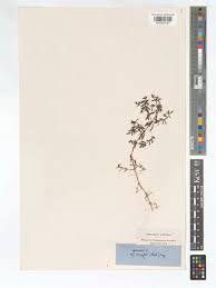 Attēlu rezultāti vaicājumam “Galium elongatum leaf”