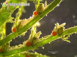 Attēlu rezultāti vaicājumam “Chara hispida”