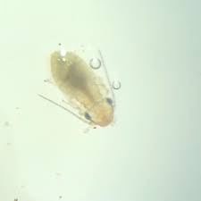 Attēlu rezultāti vaicājumam “Psocoptera”