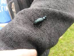 Attēlu rezultāti vaicājumam “Meloe sp.”