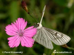 Attēlu rezultāti vaicājumam “Siona lineata”