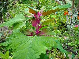 Attēlu rezultāti vaicājumam “Chenopodium polyspermum var. acutifolium flower”