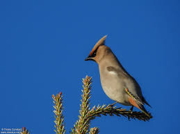 Attēlu rezultāti vaicājumam “Bombycilla garrulus”