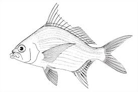 Image result for Eugerres plumieri