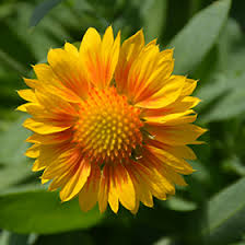 Image result for Gaillardia