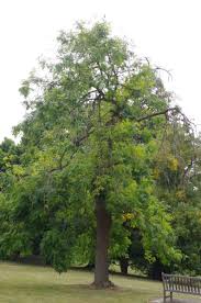 Attēlu rezultāti vaicājumam “Fraxinus excelsior Pendula bud”