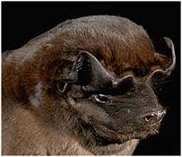 Attēlu rezultāti vaicājumam “Chiroptera”