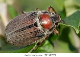 Attēlu rezultāti vaicājumam “Melolontha melolontha”