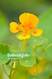 Image result for Tropaeolum minus