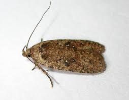 Attēlu rezultāti vaicājumam “Agonopterix ciliella”