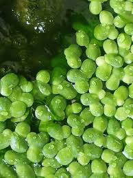 Attēlu rezultāti vaicājumam “Lemna gibba”