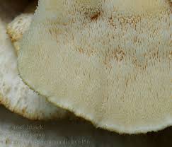 Attēlu rezultāti vaicājumam “Climacodon septentrionalis”