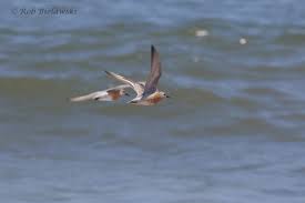 Attēlu rezultāti vaicājumam “Calidris canutus adult”