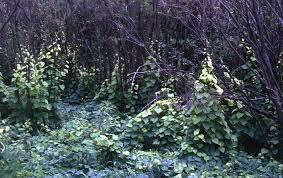 Attēlu rezultāti vaicājumam “Menispermum dauricum leaf”