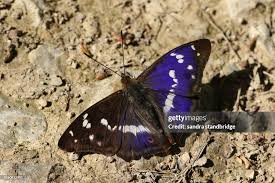 Attēlu rezultāti vaicājumam “Apatura iris male”