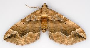 Attēlu rezultāti vaicājumam “Pelurga comitata”