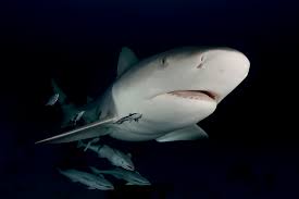 Image result for Carcharhinus leucas