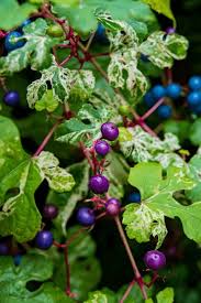 Attēlu rezultāti vaicājumam “Ampelopsis glandulosa var. brevipedunculata”