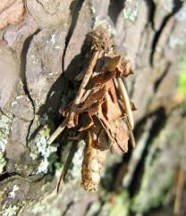 Attēlu rezultāti vaicājumam “Canephora hirsuta larva”