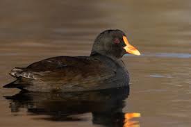 Attēlu rezultāti vaicājumam “Gallinula chloropus”