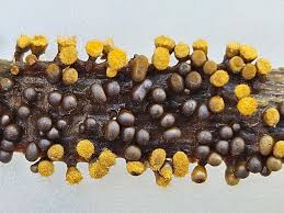 Attēlu rezultāti vaicājumam “Trichia sp.”