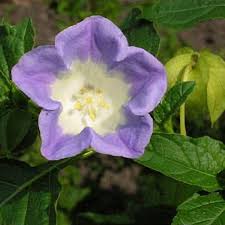 Attēlu rezultāti vaicājumam “Nicandra physalodes”