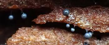 Attēlu rezultāti vaicājumam “Cribraria vulgaris stalked”