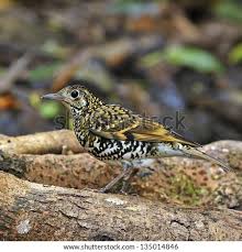 Image result for Zoothera dauma