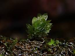 Attēlu rezultāti vaicājumam “Fissidens pusillus sporophyte”