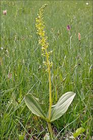 Attēlu rezultāti vaicājumam “Listera ovata”