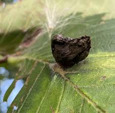 Attēlu rezultāti vaicājumam “Elmerina caryae”