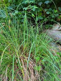 Attēlu rezultāti vaicājumam “Carex remota leaf”