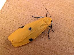 Attēlu rezultāti vaicājumam “Lithosia quadra female”