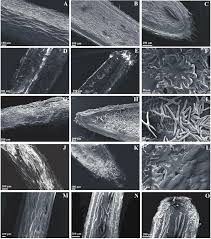 Attēlu rezultāti vaicājumam “Erysimum hieracifolium fruit”