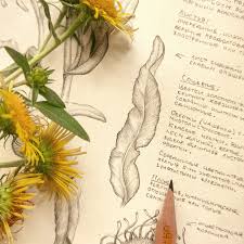 Attēlu rezultāti vaicājumam “Inula britannica flower”