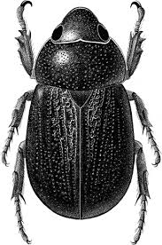 Attēlu rezultāti vaicājumam “Scarabaeidae”