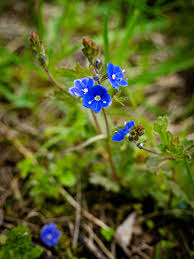 Image result for Veronica chamaedrys