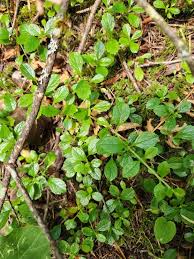 Attēlu rezultāti vaicājumam “Linnaea borealis leaf”