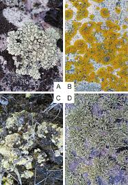 Attēlu rezultāti vaicājumam “Fellhanera subtilis”