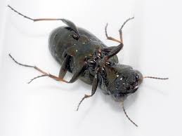 Attēlu rezultāti vaicājumam “Notiophilus biguttatus”