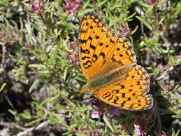 Attēlu rezultāti vaicājumam “Argynnis niobe underside”