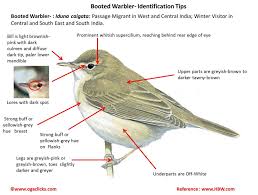 Image result for Hippolais caligata