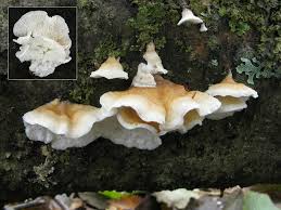 Attēlu rezultāti vaicājumam “Plicatura nivea”