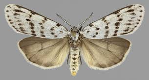 Attēlu rezultāti vaicājumam “Coscinia cribraria”